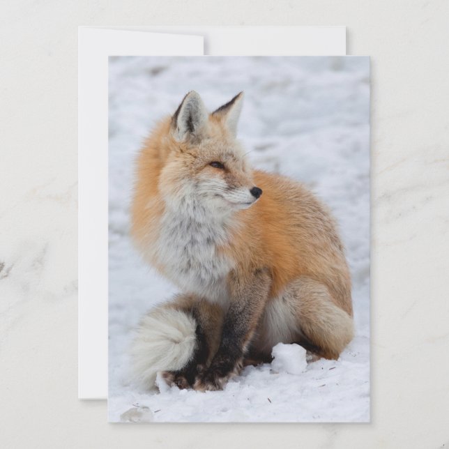 Cascade Fox in Snow Holiday Card (Front)