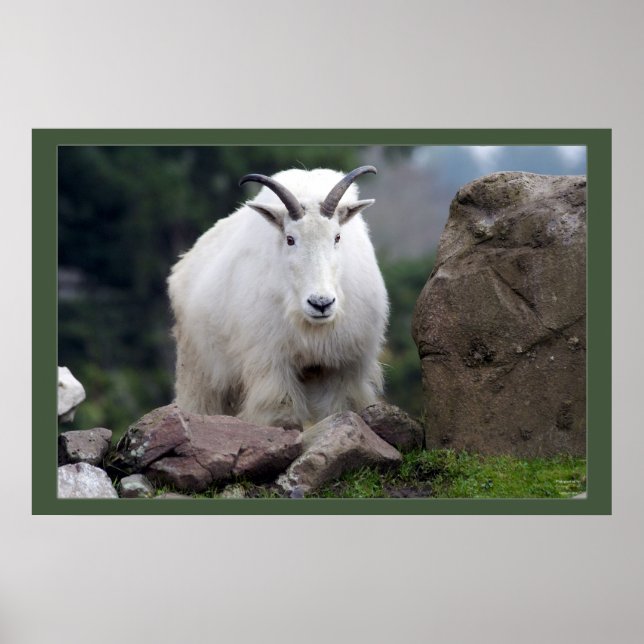 Cascade Mountain Goat Poster (Front)