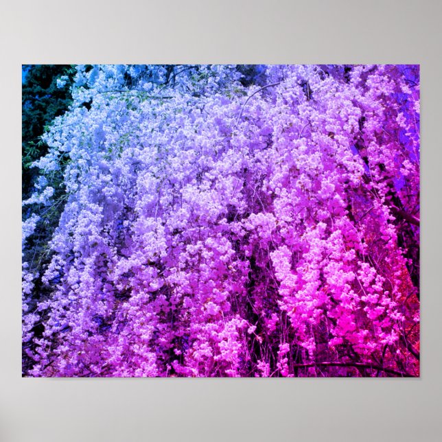 Cascade Of Spring Flower Blossoms Tinted Poster (Front)