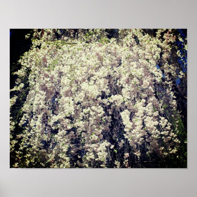 Cascade Of White Spring Flower Blossoms  Poster (Front)