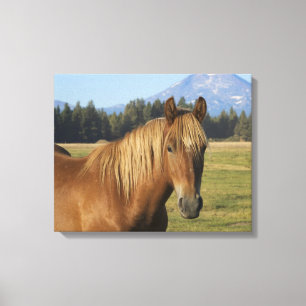 Cascade Range   Chestnut Horse Canvas Print