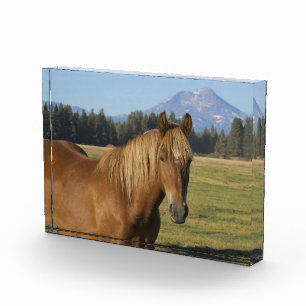 Cascade Range   Chestnut Horse Photo Block