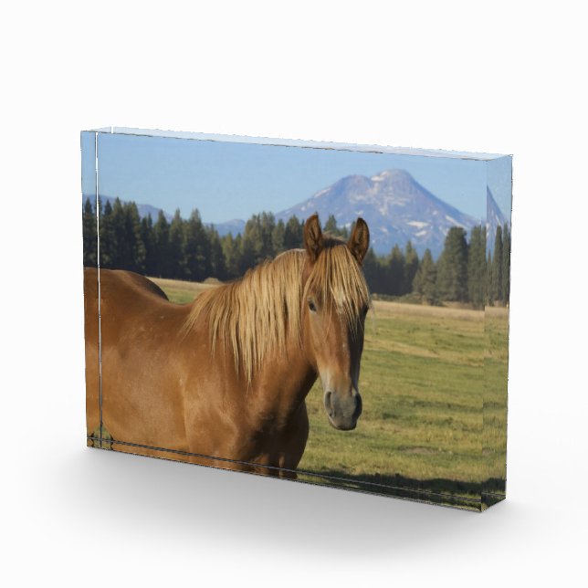 Cascade Range | Chestnut Horse Photo Block (Right)
