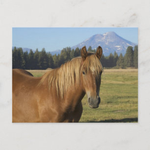 Cascade Range   Chestnut Horse Postcard