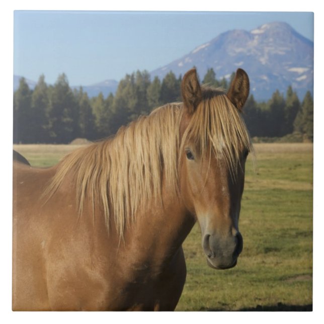 Cascade Range | Chestnut Horse Tile (Front)