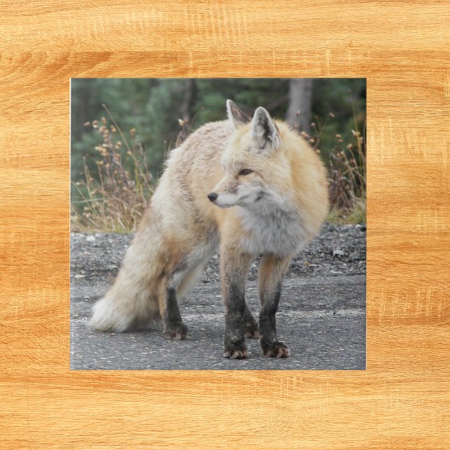 Cascade Red Fox Wildlife Photo Tile (In Situ)