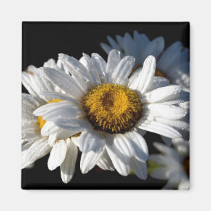 Cascading Daisy Magnet