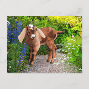 "Casey" Postcard