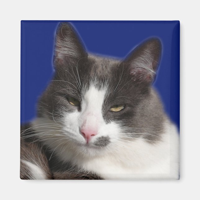 Casey White Grey Cat Magnet (Front)