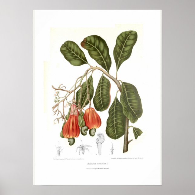 Cashew Poster (Front)