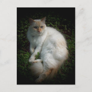 Caspar the cat postcard