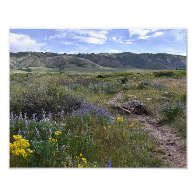 Casper Mountain Seasons - Summer Wildflowers  Photo Print (Front)