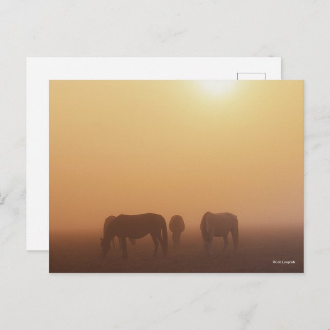 Caspian Ponies Grazing In Mist Sunrise Postcard (Front/Back)