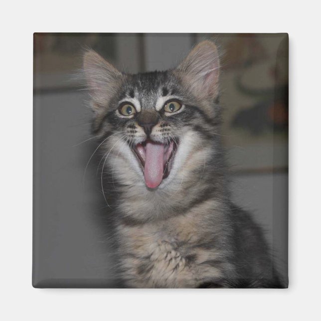 Caspian Yawning Kitten Magnet (Front)