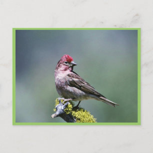 Cassin's Finch Postcard