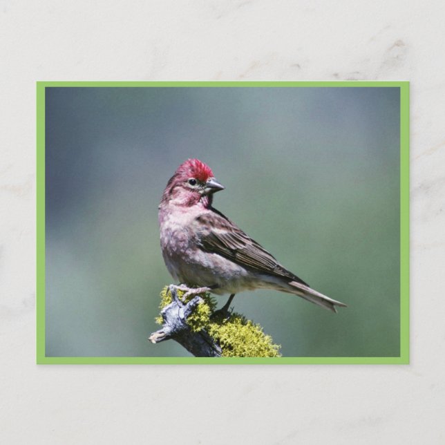 Cassin's Finch Postcard (Front)