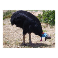 Cassowary Bird Bug Eliminator, 