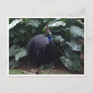 cassowary postcard
