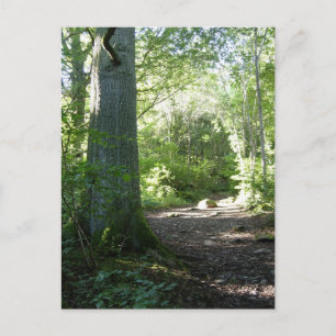 Castlehead Wood: Keswick Postcard