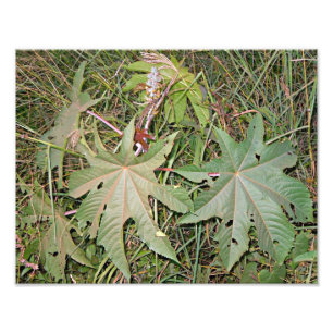 Castor oil plant Ricinus communis Photo Print
