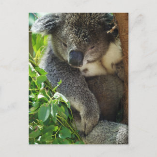 Casual Koala Postcard