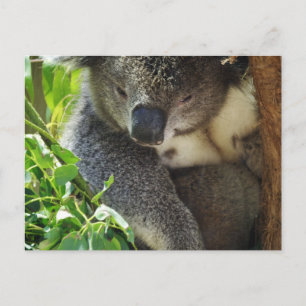 Casual Koala Postcard