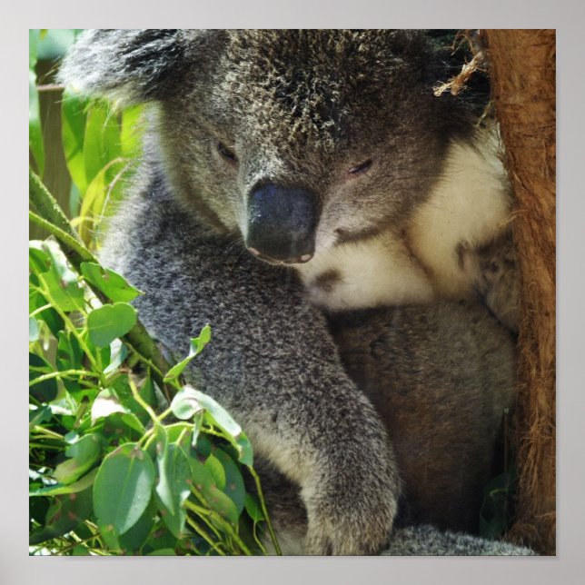 Casual Koala Poster (Front)