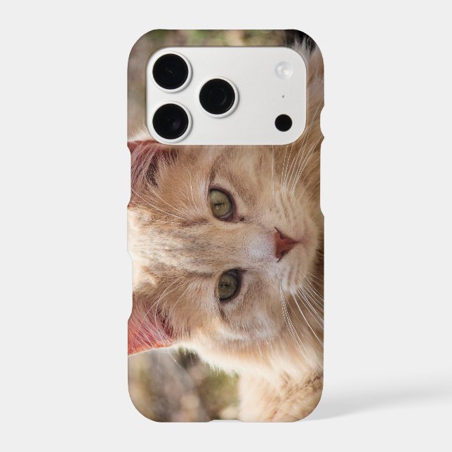 Cat  (Back)