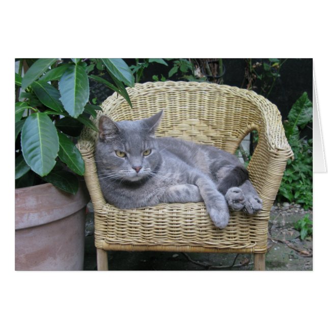 Cat (Front Horizontal)