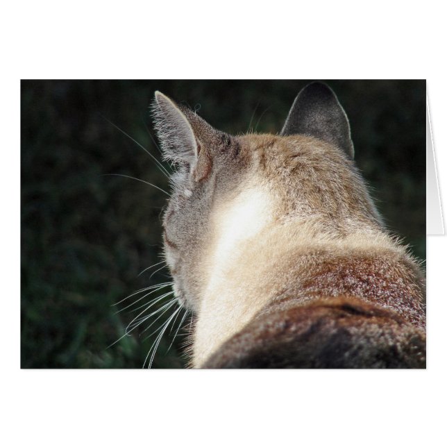 Cat (Front Horizontal)