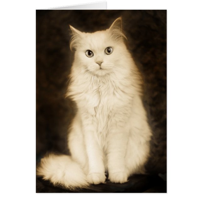 CAT (Front)