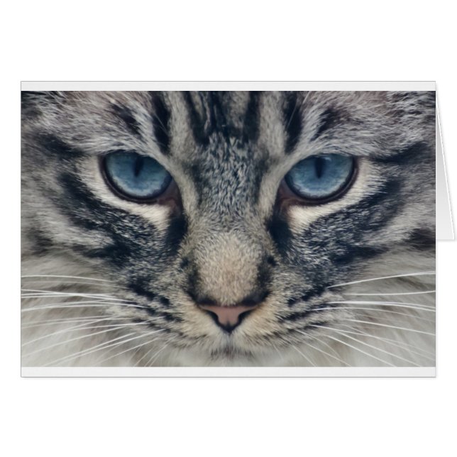 Cat (Front Horizontal)