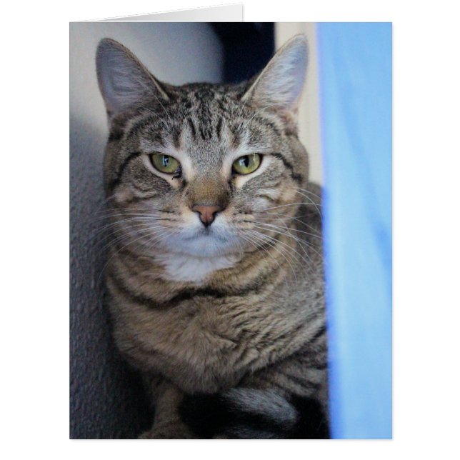 Cat (Front)