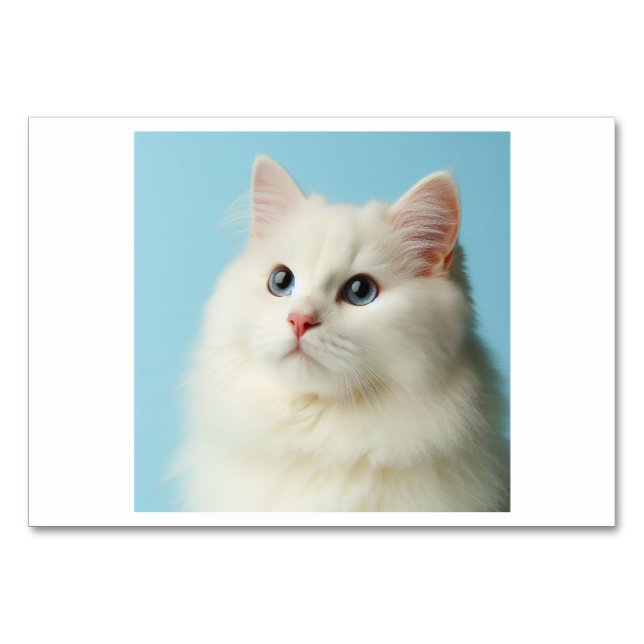 Cat (猫 / māo) - Chinese Flash Cards (Front)