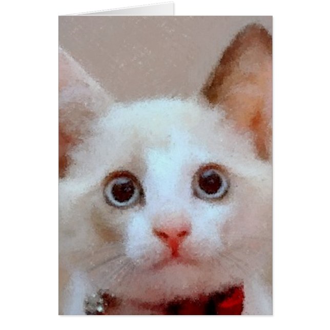 cat 3 (Front)