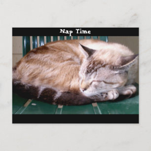 Cat 7, Nap Time,Postcard Postcard