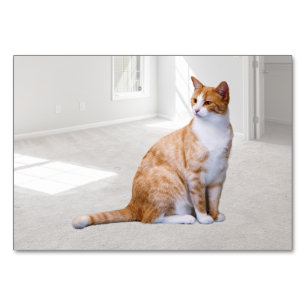 Cat ABA Tact Labelling Flashcard Picture Card