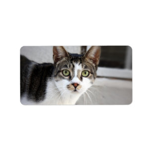 Cat Address Label
