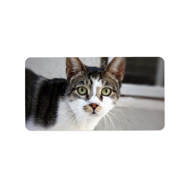 Cat Address Label (Front)