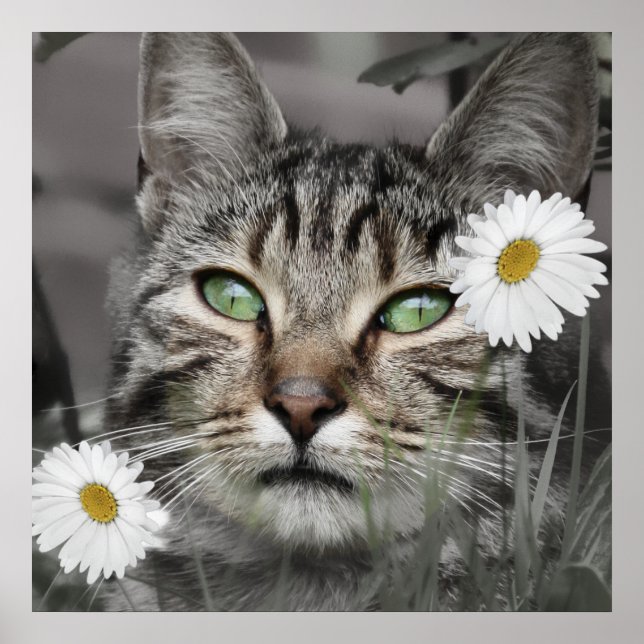 Cat Among The Daisies Poster Print (Front)