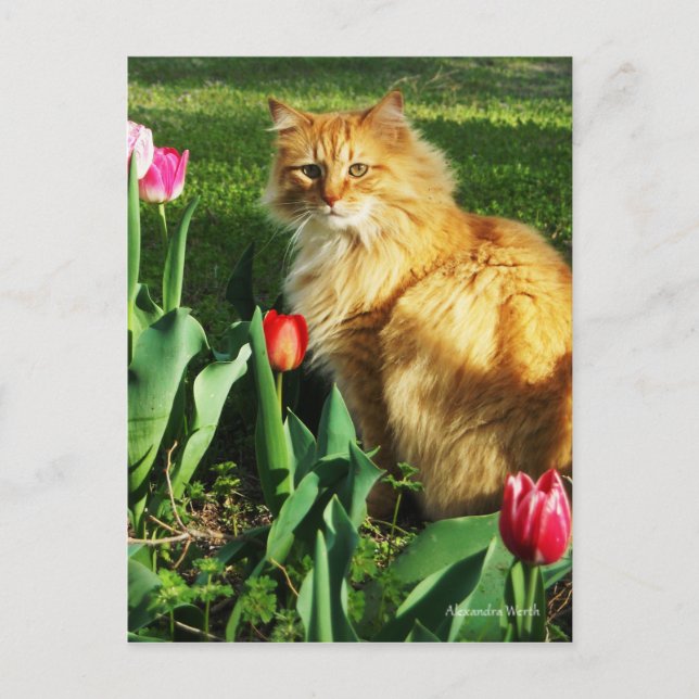 Cat Among the Tulips Postcard (Front)