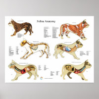 Cat Anatomy Poster Wall Chart