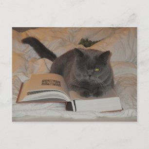 Cat and book postcard