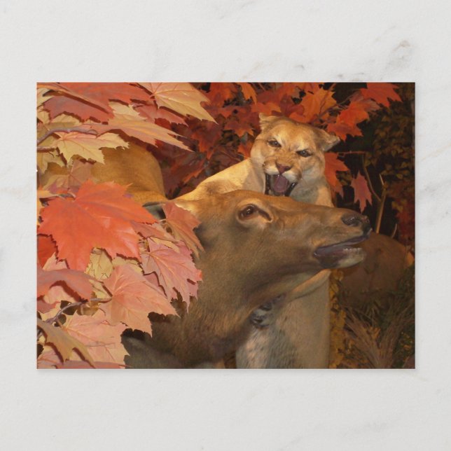 CAT AND CAFF1 POSTCARD (Front)