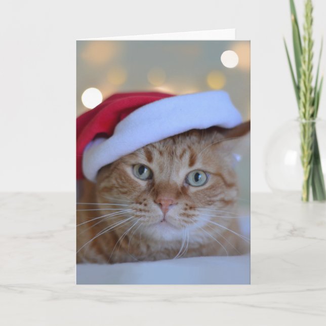 Cat and Christmas lights Card (Front)