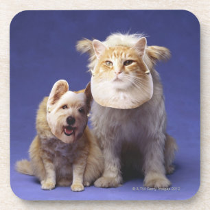 Cat and dog with masks coaster