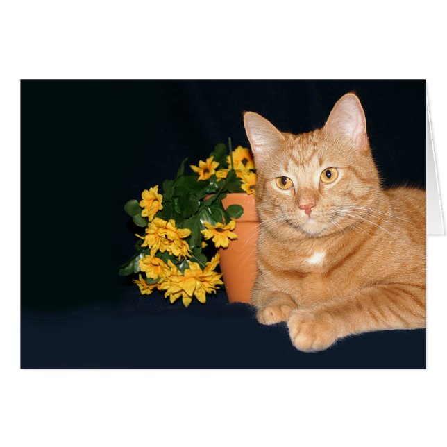 Cat and flowers (Front Horizontal)