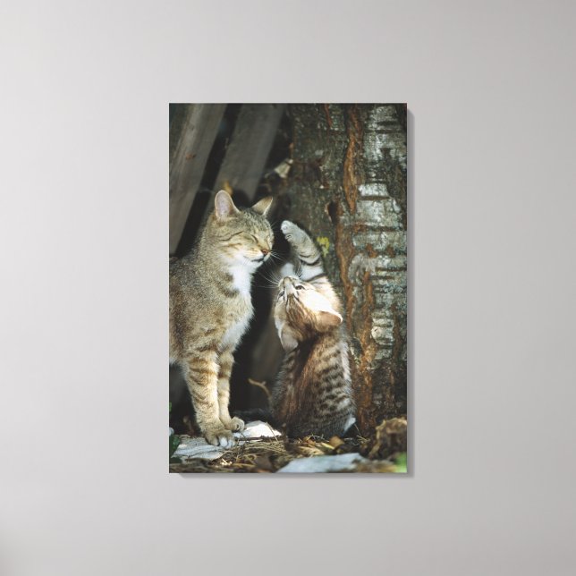 Cat and Kitten by Tree Canvas Print (Front)