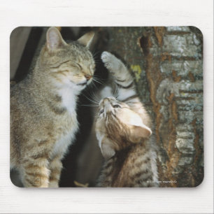Cat and Kitten by Tree Mouse Pad