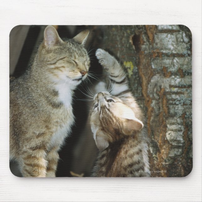 Cat and Kitten by Tree Mouse Pad (Front)